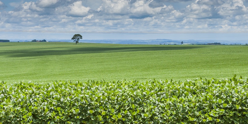 Tecnologias Poupa-Terra aumentam produção agrícola sem ampliar área cultivada — Agência Gov