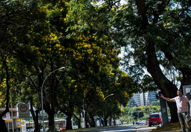 MMA institui Plano Nacional para ampliar arborização em áreas urbanas — Agência Gov