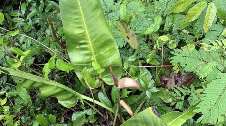 Pesquisadores descobrem nova espécie de antúrio no Espírito Santo — Agência Gov