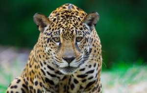 92% dos brasileiros se preocupam com animais silvestres. Entenda como ocorre a conservação — Agência Gov