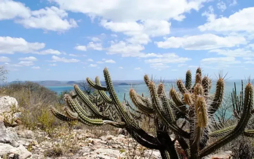 Com presença da ONU, Encontro Nordeste do ICLEI Brasil debate enfrentamento da desertificação na Caatinga