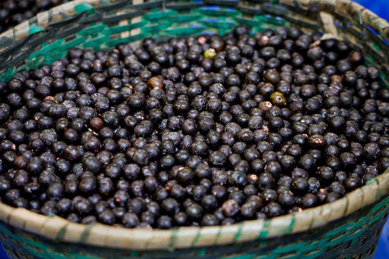 Cooperativa que produz açaí no Amapá fecha contrato de cinco anos com gigante chinesa — Agência Gov