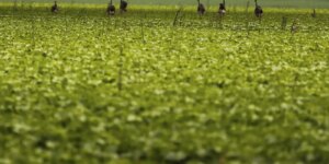 CMN passa a exigir fotos com localização comprovada em seguro rural