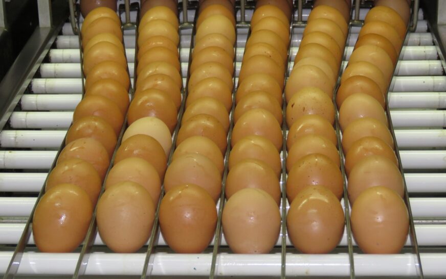 Consumo de ovos deve crescer 6% no Brasil e chegar a 307 por pessoa em 2026 — Agência Gov