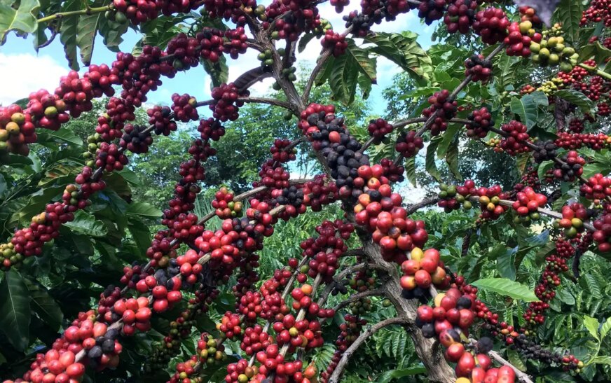 Exigências regulatórias da UE podem embarreirar pequenos cafeicultores