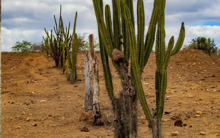 Sob o impacto do El Niño, inverno nordestino deve ficar mais quente e intensificar seca no semiárido