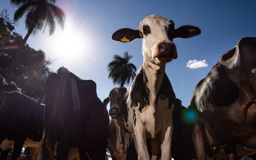 União Europeia oficializa veto a carne brasileira a partir de setembro