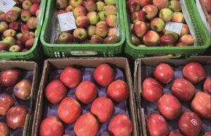 54 Ceasa's comercializaram 16,6 milhões de toneladas de frutas e hortaliças em 2025 — Agência Gov