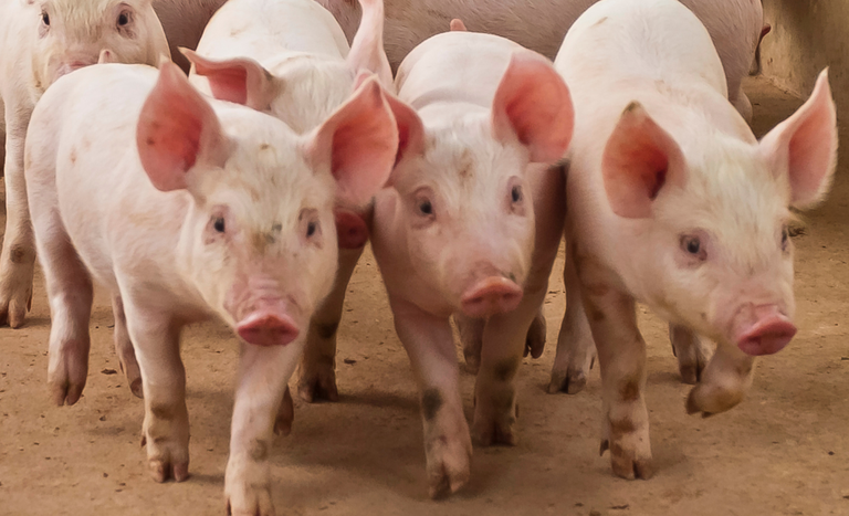 China, Paraguai e Palau abrem mercados para produtos brasileiros — Agência Gov