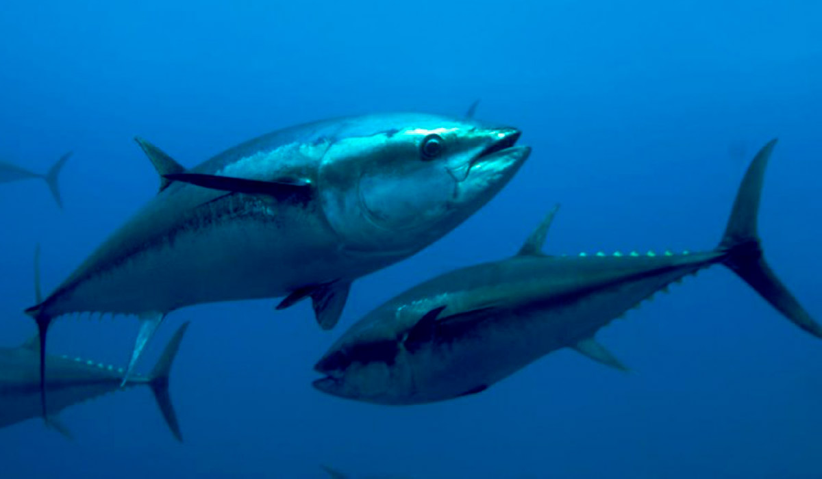 Conheça os pescados brasileiros que escaparam do tarifaço de Trump — Agência Gov