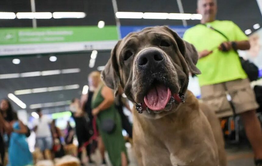 Turistas e empresários podem participar do mapeamento do turismo ‘pet friendly’ — Agência Gov