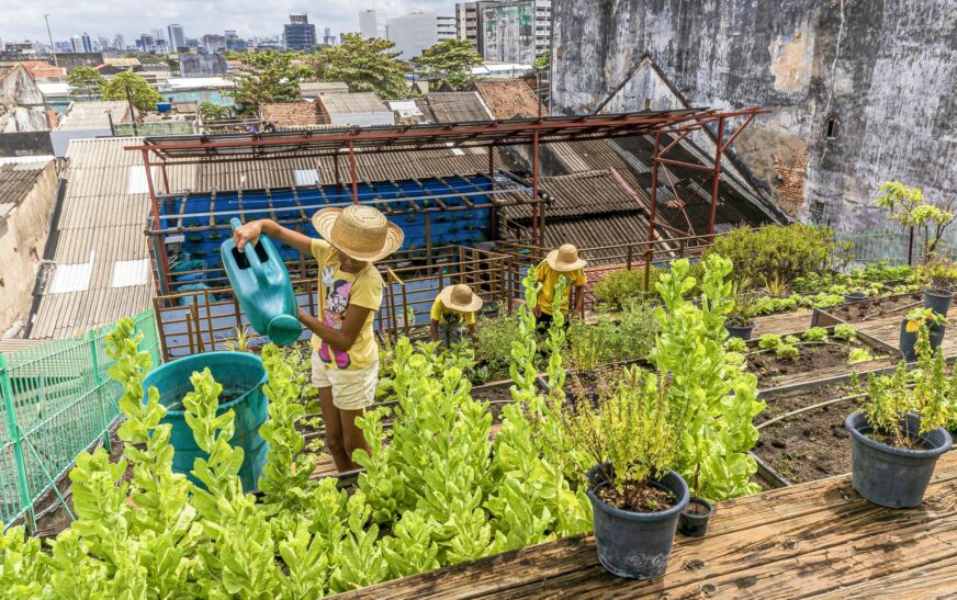 Curso gratuito da Embrapa ensina o passo-a-passo para fazer uma horta comunitária — Agência Gov