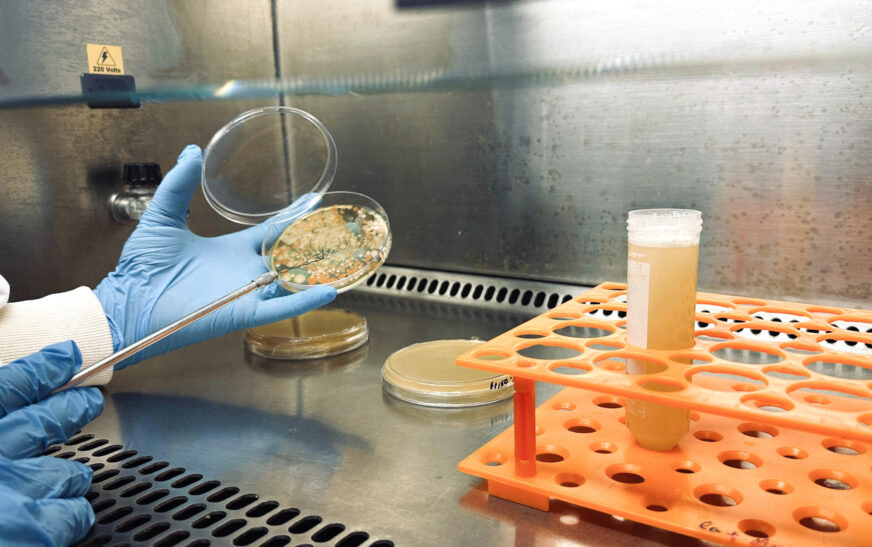 No Brasil, bioinsumos movimentam R$ 7 bi e ‘sequestram’ 280 milhões de toneladas de CO₂ por ano — Agência Gov