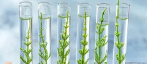O que são alimentos editados geneticamente?