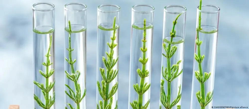 O que são alimentos editados geneticamente?