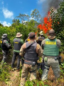 PF erradica 6 mil pés de cannabis em terra indígena no PA — Agência Gov