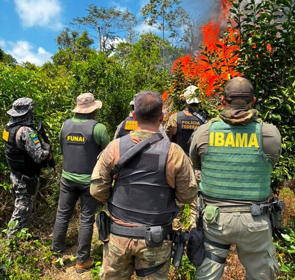 PF erradica 6 mil pés de cannabis em terra indígena no PA — Agência Gov