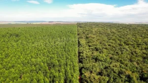 Bracell amplia conservação de áreas nativas em modelo que integra produção florestal sustentável