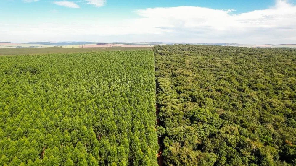 Bracell amplia conservação de áreas nativas em modelo que integra produção florestal sustentável