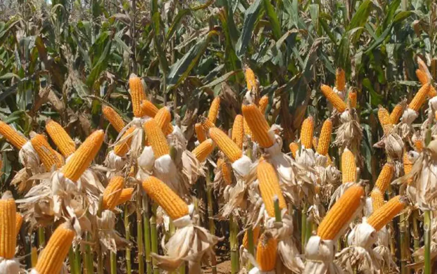 Conab compra mais de 190 mil toneladas de milho para estoques de venda em balcão — Agência Gov