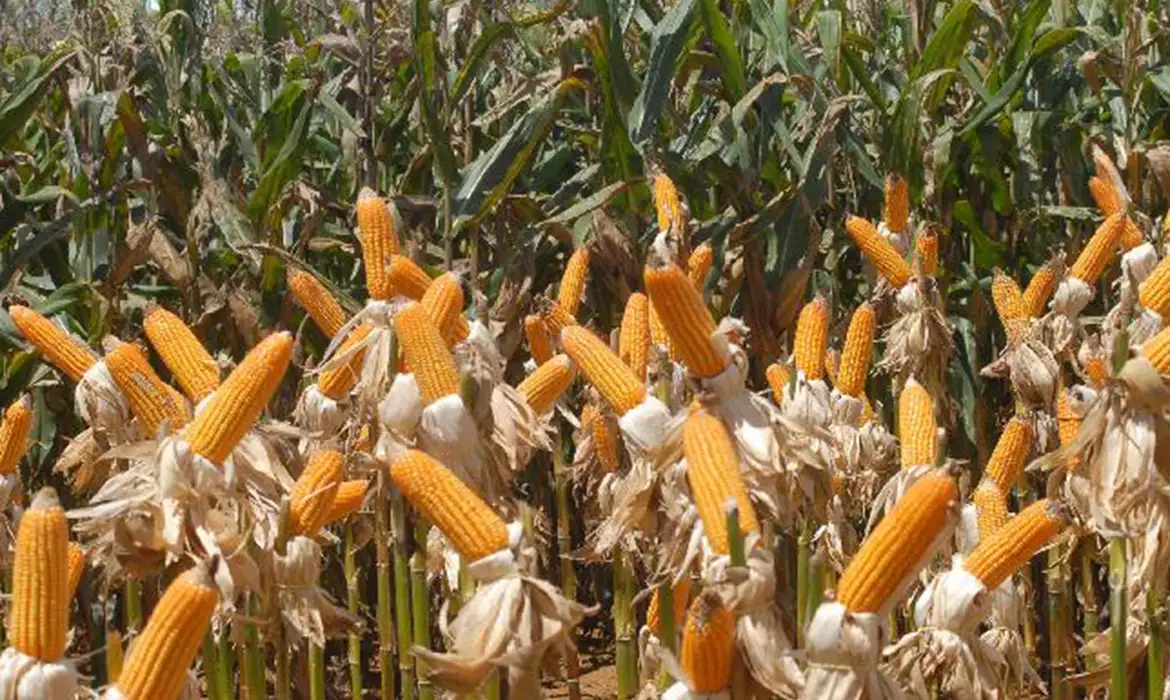 Conab compra mais de 190 mil toneladas de milho para estoques de venda em balcão — Agência Gov