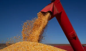 Conab estima produção recorde na safra 2025/26 com 361,7 milhões de toneladas de grãos — Agência Gov