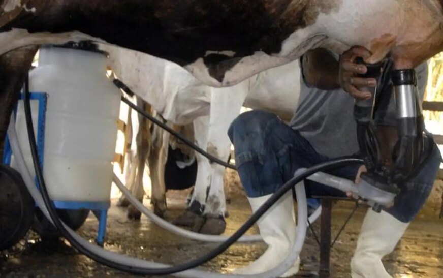 Produção de leite bate recorde mesmo com redução de vacas ordenhadas