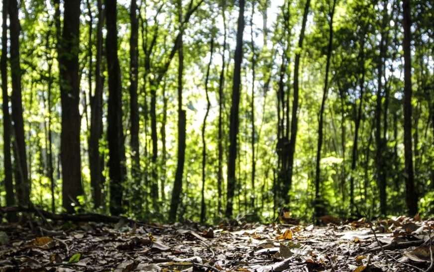 Produção florestal no país alcança recorde de R$ 47,9 bilhões em 2025