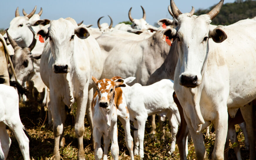 Quantidade de gado diminui e produção aumenta na agropecuária, mostra IBGE — Agência Gov
