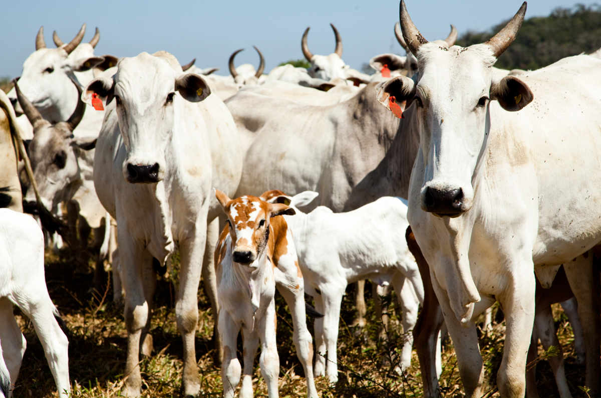 Quantidade de gado diminui e produção aumenta na agropecuária, mostra IBGE — Agência Gov