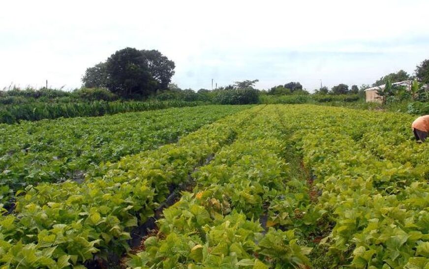 Segurança alimentar e povos indígenas têm R$ 64,3 milhões em crédito
