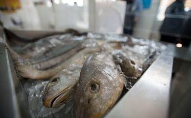 Semana do Pescado 2026 prevê ações para incentivar o consumo de peixe — Agência Gov