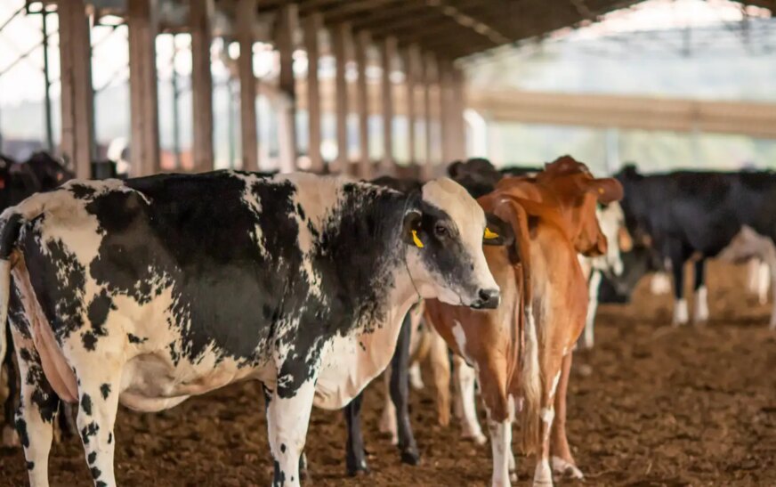 UE suspende carnes do Brasil; entenda impacto e próximos passos