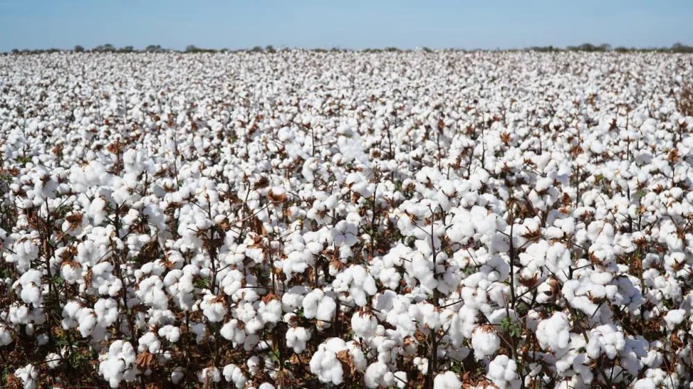 Bahia celebra Dia Mundial do Algodão com produção de 1,8 milhão de toneladas e avanço no valor gerado